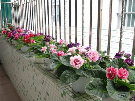 长寿花放客厅能开花吗