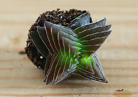 多肉茜之塔怎么养漂亮