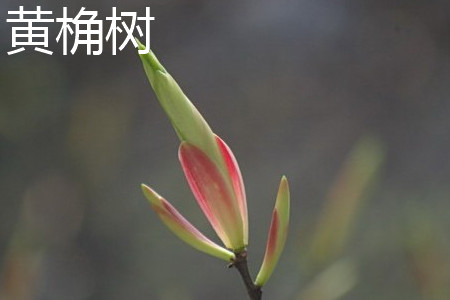 黄桷兰树能长多大多高