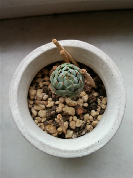 长寿花放客厅能开花吗