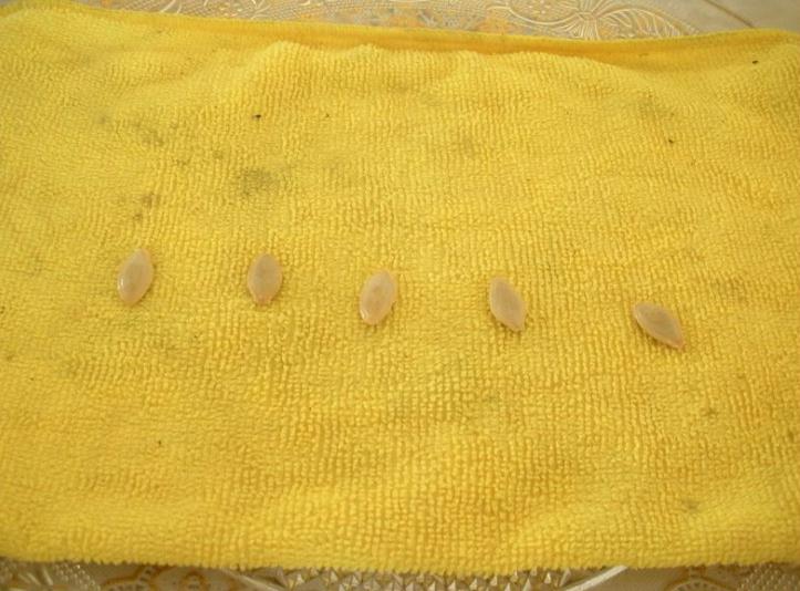 西葫芦花盆种植