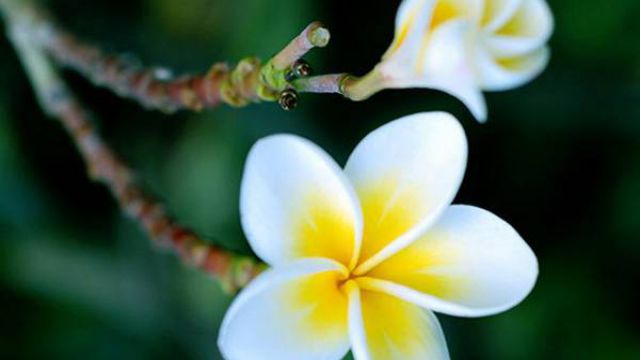 鸡蛋花有什么作用(鸡蛋花有什么用处对人身体好不好)