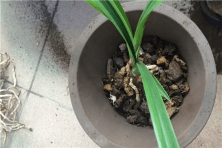 恐龙闯进磨磨蹭蹭镇