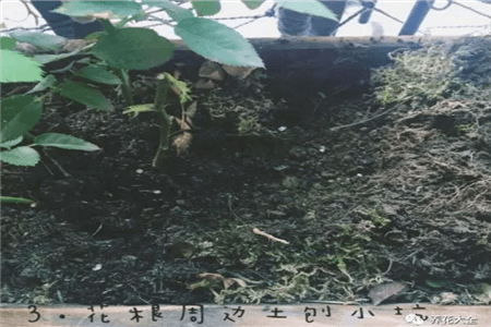 恐龙闯进磨磨蹭蹭镇