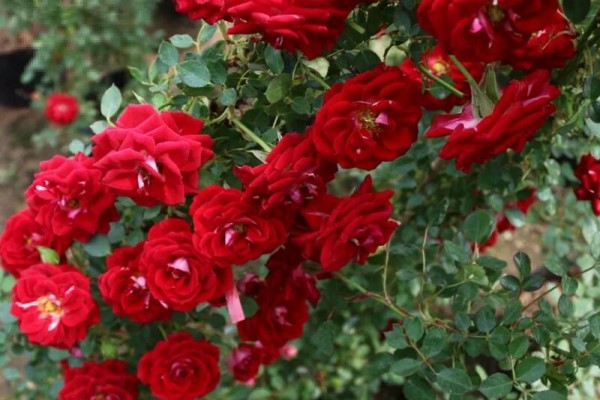 十大爬藤月季疯狂爬墙把窗都堵了邻居都傻眼！(爬藤月季十大经典款)