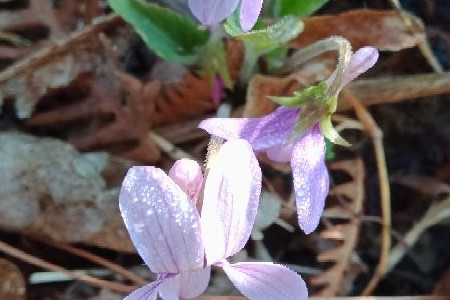 紫花地丁与地丁草的功效与作用