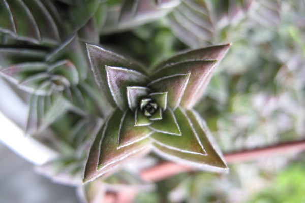 茜之塔的繁殖方法(多肉茜之塔怎么养漂亮)