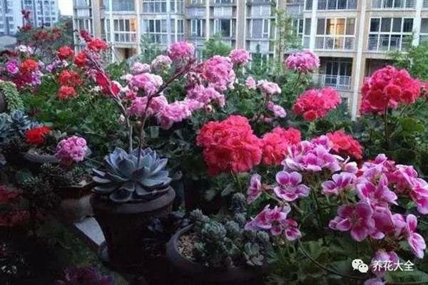 骨头养花太牛逼了(骨头种花草)