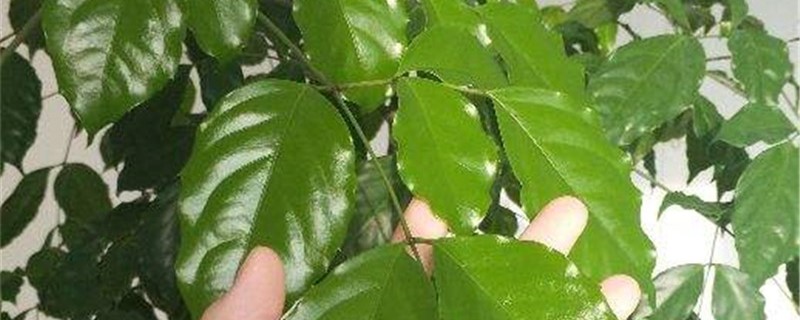 幸福树喜阴还是喜阳光幸福树不见阳光可以吗(幸福树 喜阳)