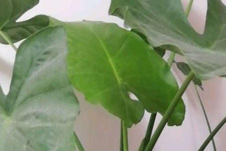 海芋可以种在家里吗