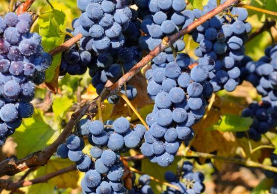 吃葡萄会不会过敏吃葡萄过敏怎么办(吃葡萄过敏吗?)