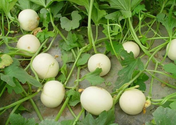 怀孕能不能吃香瓜孕妇吃香瓜有哪些好处(怀孕的人可以吃香瓜吗)