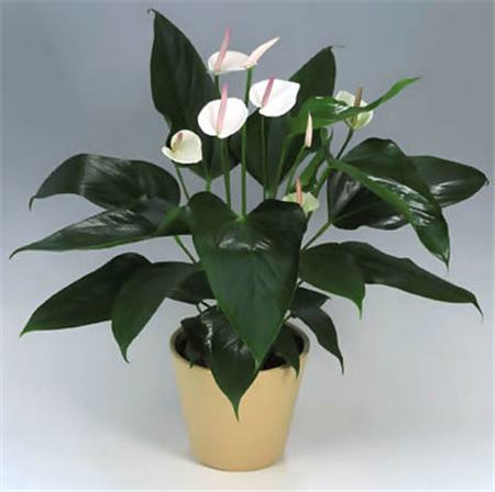 十大净化空气的室内植物排名