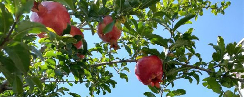 石榴嫁接的时间和方法(石榴嫁接教程)