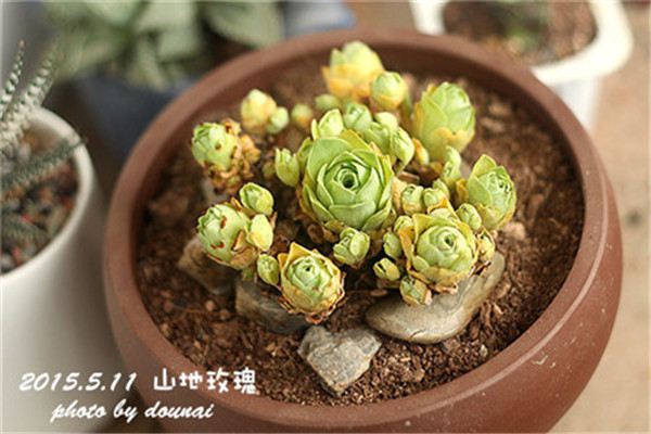 长寿花仙客来,夏天别随便浇水,一不小心就死了(长寿花放客厅能开花吗)