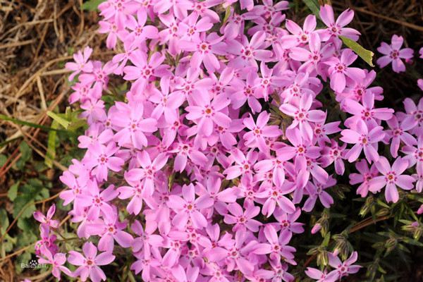 芝樱的病害及其防治(芝樱病虫防治)