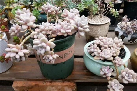 半个月不浇水花会死吗