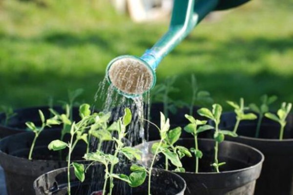 这“4种”家家都有的水植物花卉最喜欢一周浇一次花蕊长满枝！(养水的花)