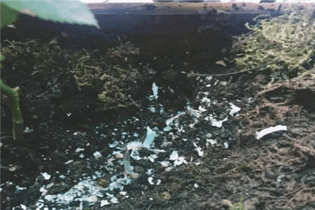 恐龙闯进磨磨蹭蹭镇