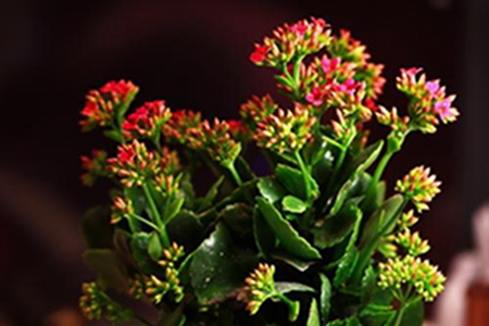 长寿花扦插后多久生根