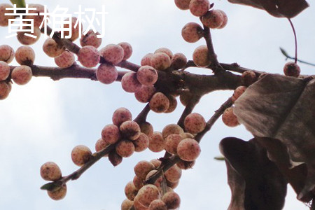 黄桷兰树能长多大多高