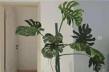 鸭掌木发财树怎么插枝