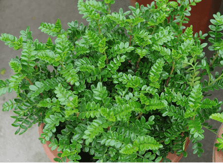 胡椒木怎么浇水施肥