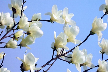 白玉兰开花多久凋谢