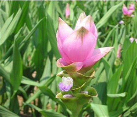 姜荷花夏天怎么浇水