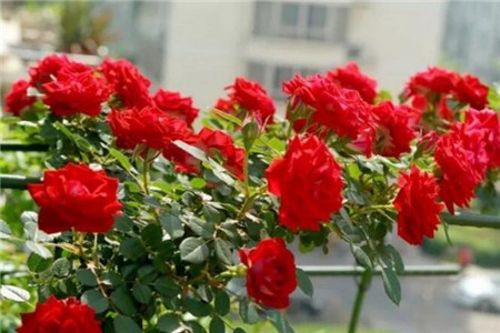 爬藤月季十大经典款