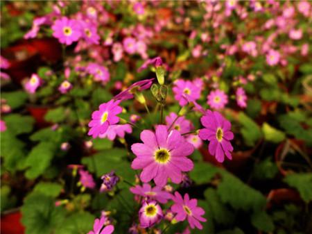 四季樱草叶子蔫了怎么办