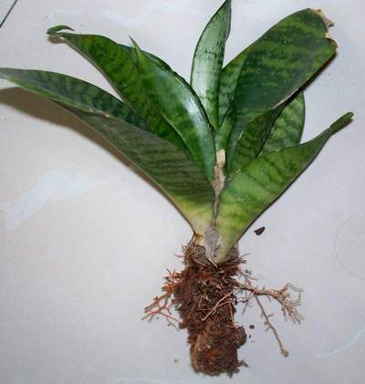 虎皮兰怎么水培虎皮兰水培步骤及养护注意事项(虎皮兰怎样水培)