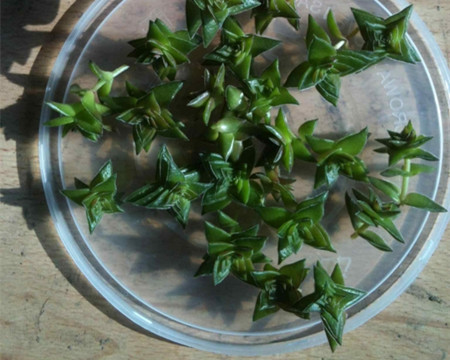 多肉茜之塔怎么养漂亮