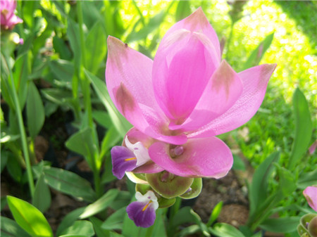 姜荷花夏天怎么浇水