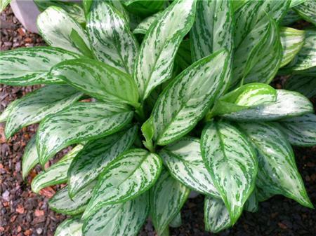 十大净化空气的室内植物排名