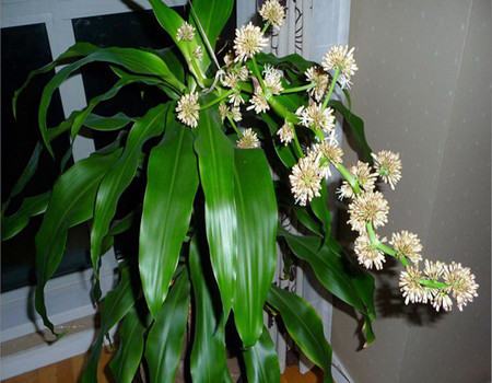 巴西木冬天怎么养才能安全过冬?