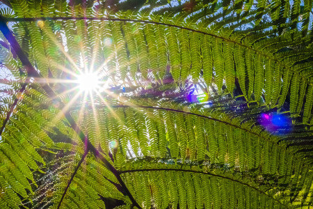 长叶肾蕨怎么养护和管理