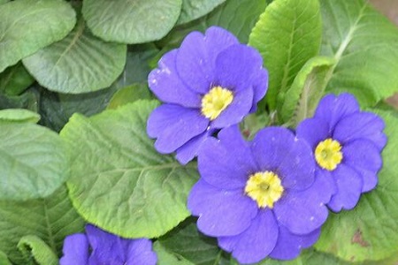 报春花如何播种方法