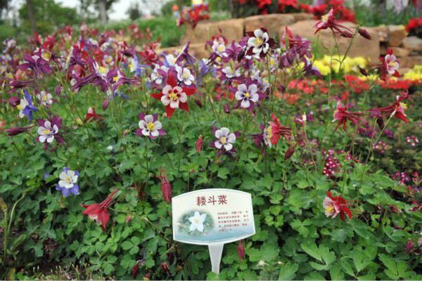 耧斗菜怎么繁殖(耧斗菜的栽培技术要点)