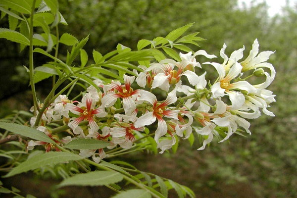 文冠果冬天养殖的禁忌(文冠果适合什么样的土壤)