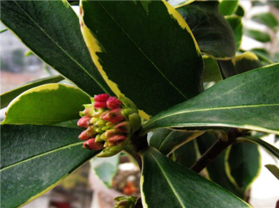 金边瑞香突然掉叶子干枯了