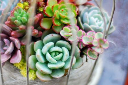 多肉为什么要小盆养