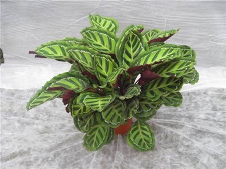 美丽竹芋冬天怎么养护