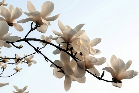 白玉兰开花多久凋谢