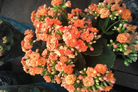 长寿花扦插后多久生根