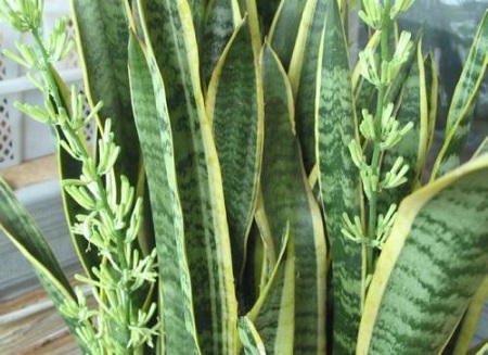 四种人不宜养虎皮兰