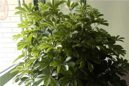 鸭掌木发财树怎么插枝