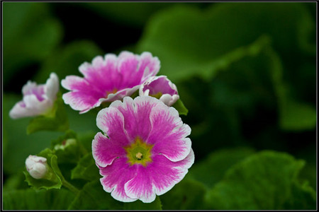 四季樱草叶子蔫了怎么办