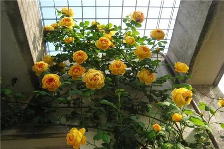 爬藤月季十大经典款