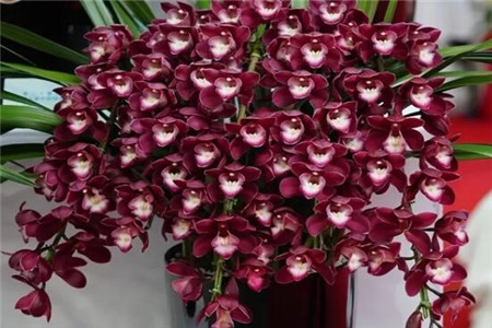 过年家里摆花寓意